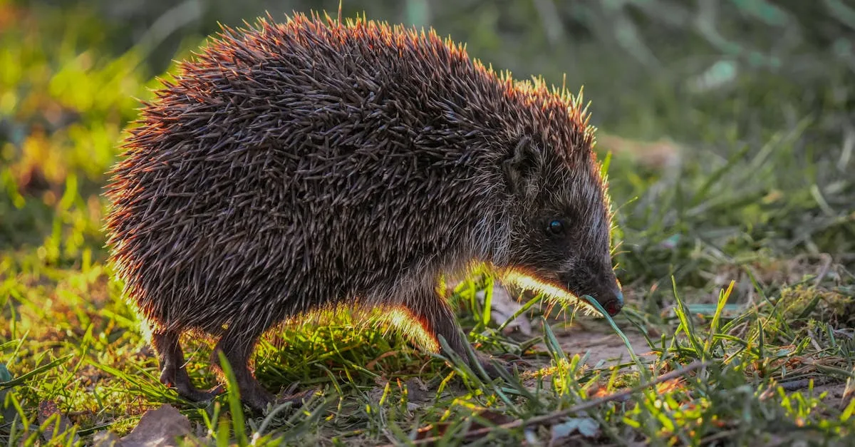 découvrez comment identifier et analyser les excréments d'animaux nocturnes pour mieux comprendre leur comportement et leur habitat.